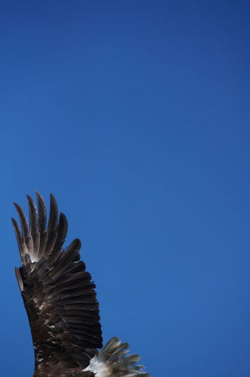 Der Versuch einen Adler im Flug zu erwischen