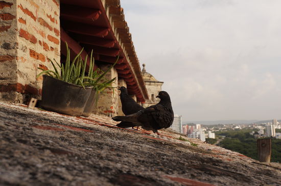 zwei Tauben auf dem Dach