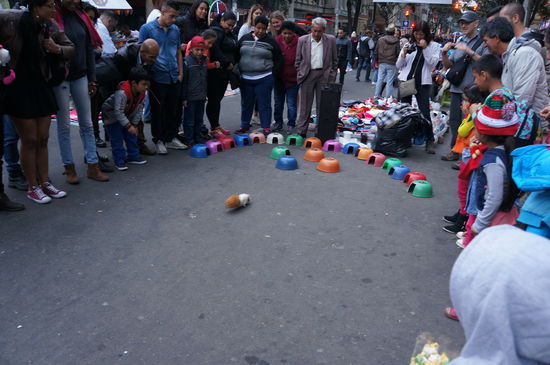 Renn kleines Merrschweinchen, renn!