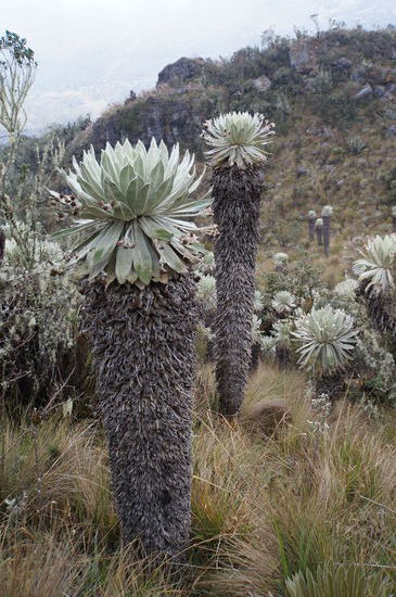 Sehr alte Frailejónes
