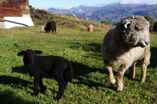 Die Lämmer sind doch eindeutig bei der Geburt vertauscht worden!