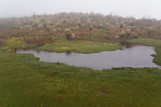 Paramólandschaft im Dunst