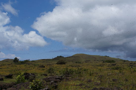 Bienenschwarm über der Ebene von Rapa Nui