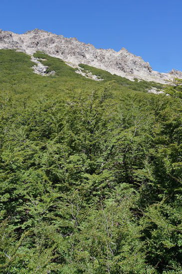 Der Kampf mit dem Gestrüpp