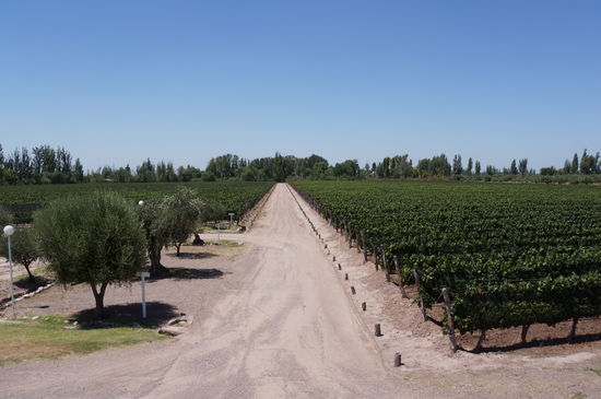 Blick über die Reben vom Weingut Mevi