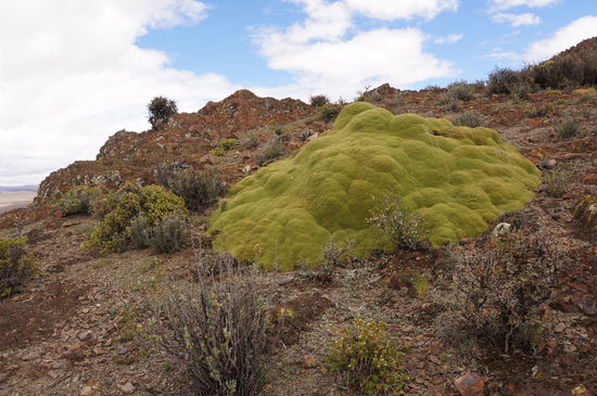 Riesengeflecht, die grüne Pflanze wächst nur 3 cm pro Jahr, also ein Urgewächs!