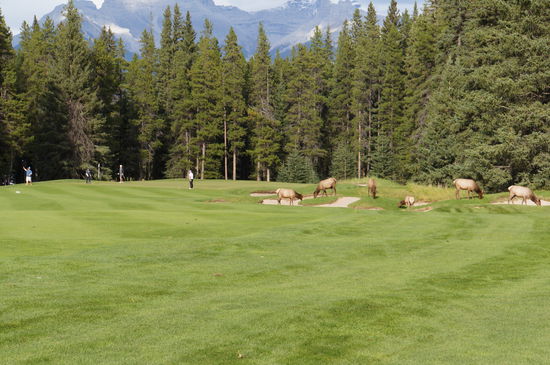 Kurioses aus Banff, Golfplatz mit Elks
