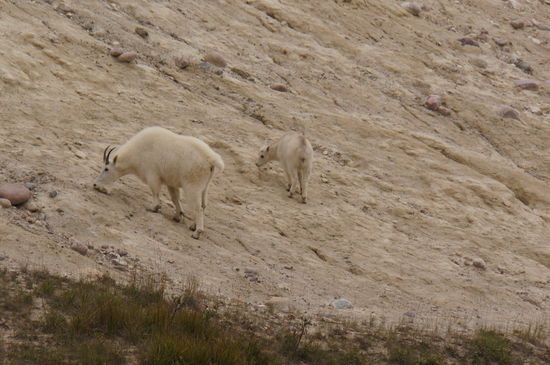 Mountaingoats