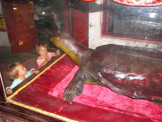 Schildkröte im Pavillon am Hoan Kiem See.