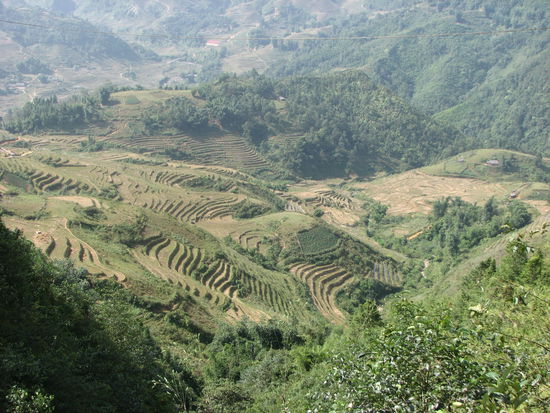 Terrassenfelder in Sapa