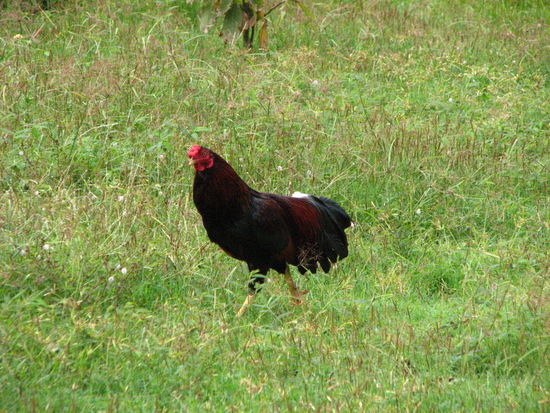 Hun 
(vietnamesisch)