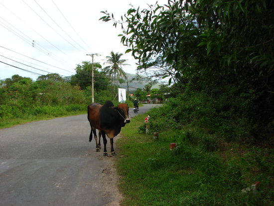 Ogg Se
(vietnamesisch)