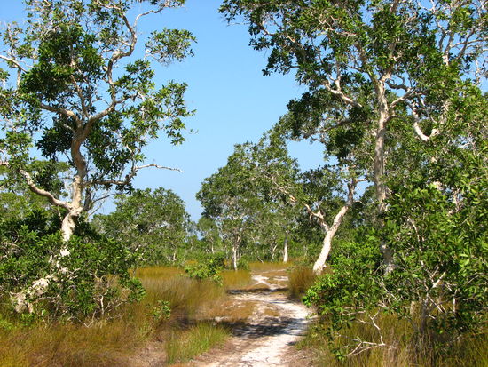 Sumpfige Landschaft im Nord-Osten von Phu Quoc.