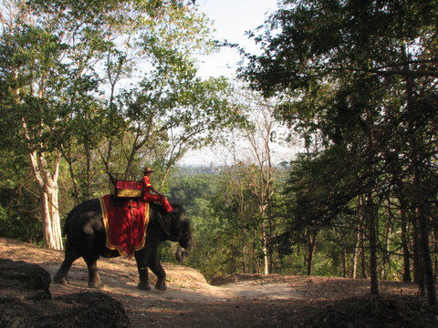 Rennelefant fuer Faule. 5 Minuten Reiten: nur 20 Dollar!