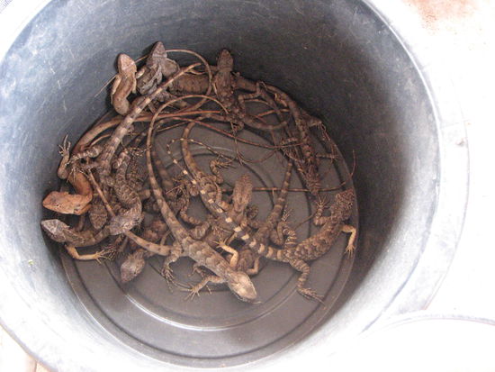 Leckerbissen auf dem Markt - noch lebendig!