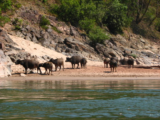 Wasserbüffel am Nam Ou