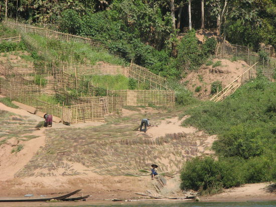 Gärten während der Trockenzeit am Ufer des Nam Ou