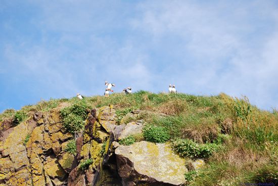 Die Pappageientaucher