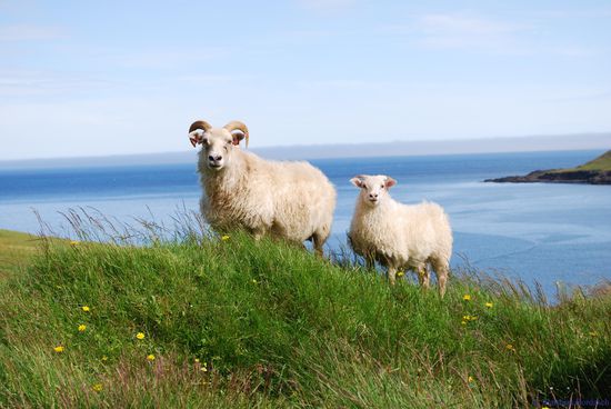 der am haefigsten anzutreffende Islaender, hier nicht im Kuehlregal