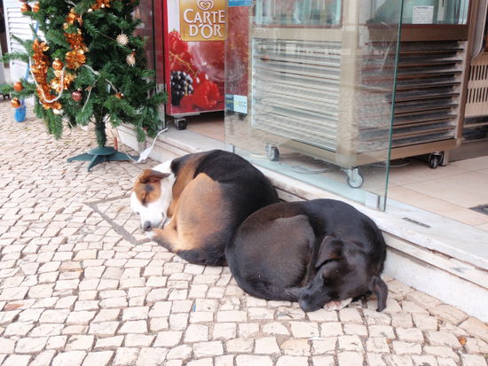 Hundeleben auf portugiesisch, oder  hier kennt keiner die  Parole " Hunde gehören nicht unter den Weinachtbaum" am wenigsten die Hunde selbst.