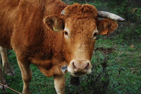 Begegnung mit einem Portugieschen Rindviech sein Name 6635