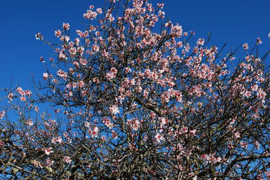 Frühlingsausbruch an der Algarve
