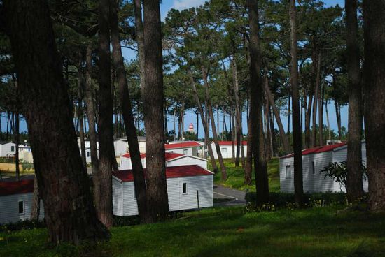 Diese Bäume haben Standgehalten