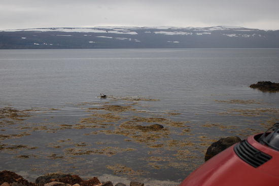 Ich hoffe ihr erkennt den Seehund auf dem Bild 5m neben der Straße