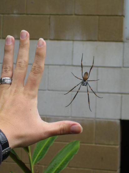 Wie eklig ist das denn bitte?! War aber zum Glueck fuers Erste die letzte dieser Art (und Groesse)