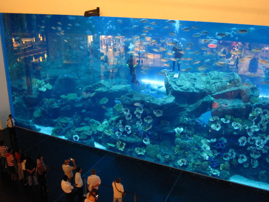 Die 2 Großfische sind... Taucher...