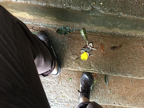 Nicht alle haben es geschafft...