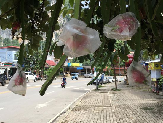 Dragonfruit, die am Straßenrand wächst
