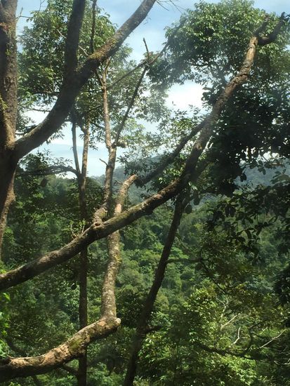 Leider nur aus dem Bus im vorbeifahren, aber das aufmerksame Auge sieht die Durians rund in der Bildmitte hängen