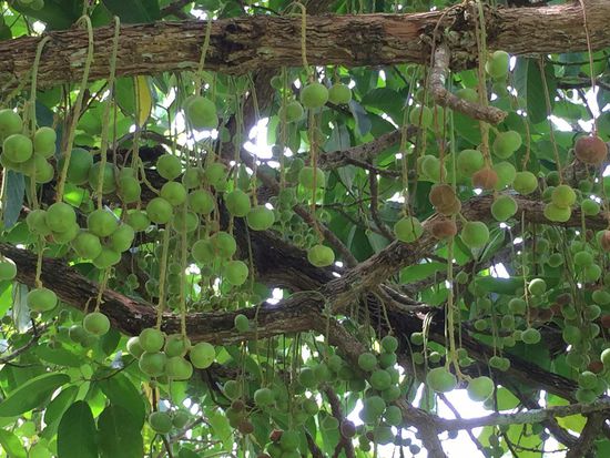 Ich glaube, die Frucht heisst 'Malay' - noch nie gesehen, noch nie gegessen; völlig fremdartig.
