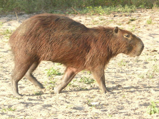 ein wasserschweinchen (in etwa 5m entfernung zu uns 