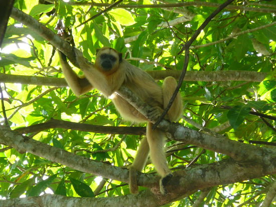 aeffchen (fragt sich, wer fuer wen die groessere attraktion war)