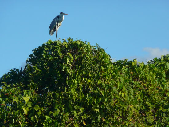 einer der vielen kraniche