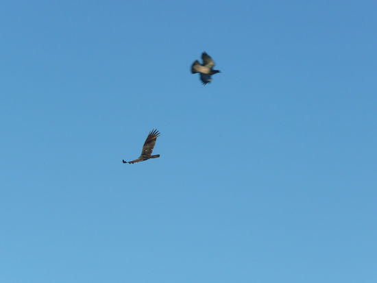 viele falken ueber uns