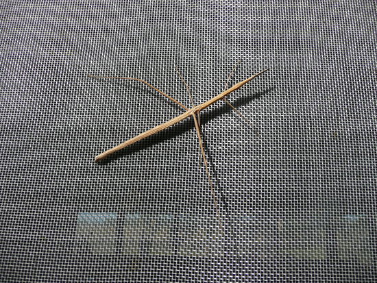 kein ast, sondern ein tier (aber wie heisst es?)