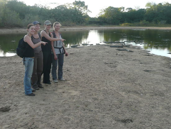 daaa sind die kaimane