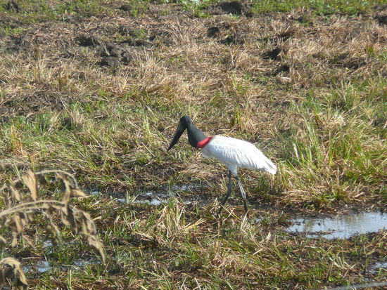 brasilianischer storch