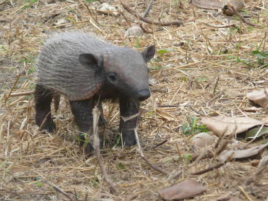 das wohl suesseste guerteltier der welt (extrem neugierig, ist immer direkt auf uns zugerannt und hat dann an unseren fuessen gekratzt)