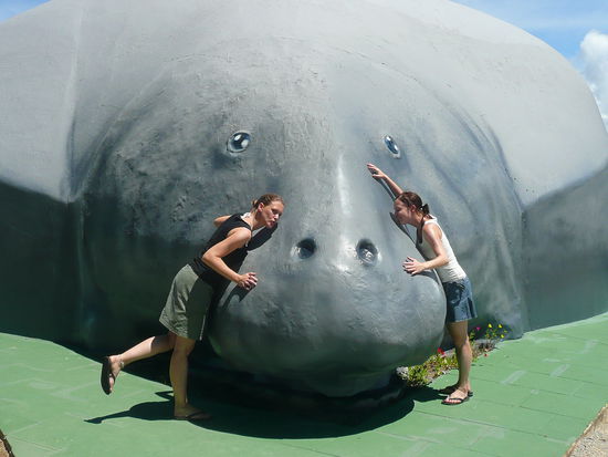 peixe bois - die indischen sehkuehe (diese zum glueck nur aus plastik)