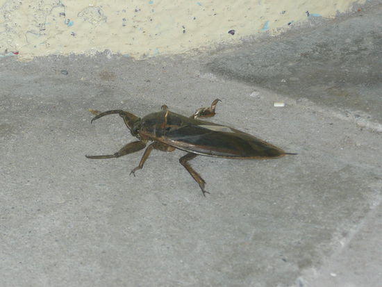 unser persoenlicher tuerwaechter (da traut man sich weder rein noch raus...)