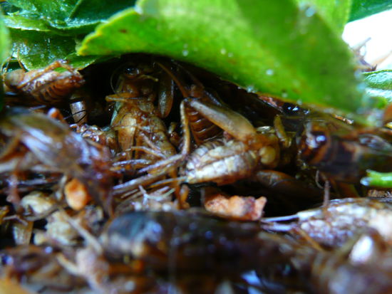 neues lieblingsgericht ??? live-essens-bilder gibs auch, aber die folgen ein ander mal 