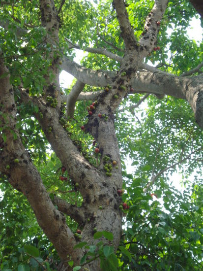 Der Baum war bewachsen mit hunderten kleinen Früchten (?), die aussahen, wie Äpfel - wenn's jemand kennt - bitte Bescheid sagen!