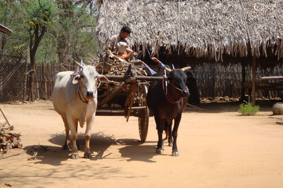 Minnanthu - einfaches Dorfleben