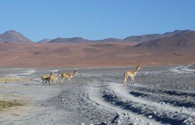 Vicuñas - eine Llama-Art