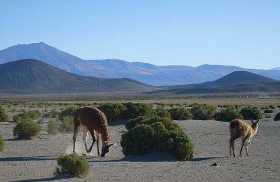 Llamas
