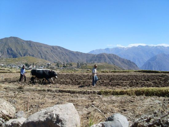 traditioneller Ackerbau - man fuehlt sich 100 Jahre zurueckversetzt